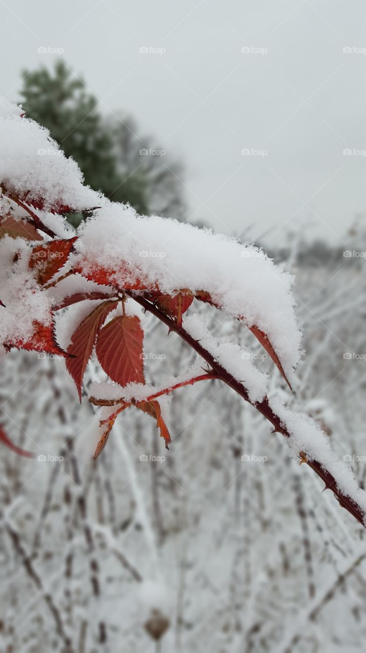 Berry Snowy