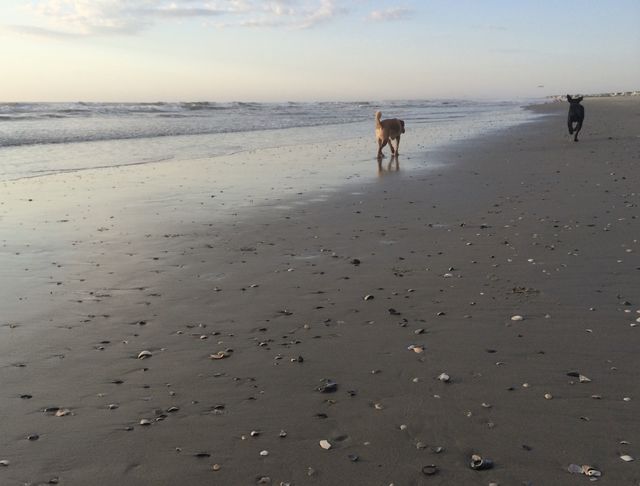 Dogs walking on beach near water