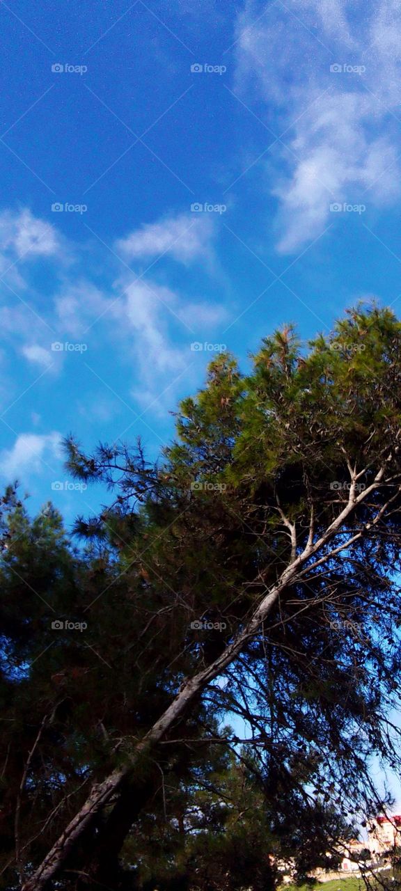 Beautiful nature trees, grass, branches