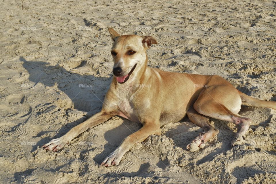 happy doggy basking in the sun on the beach