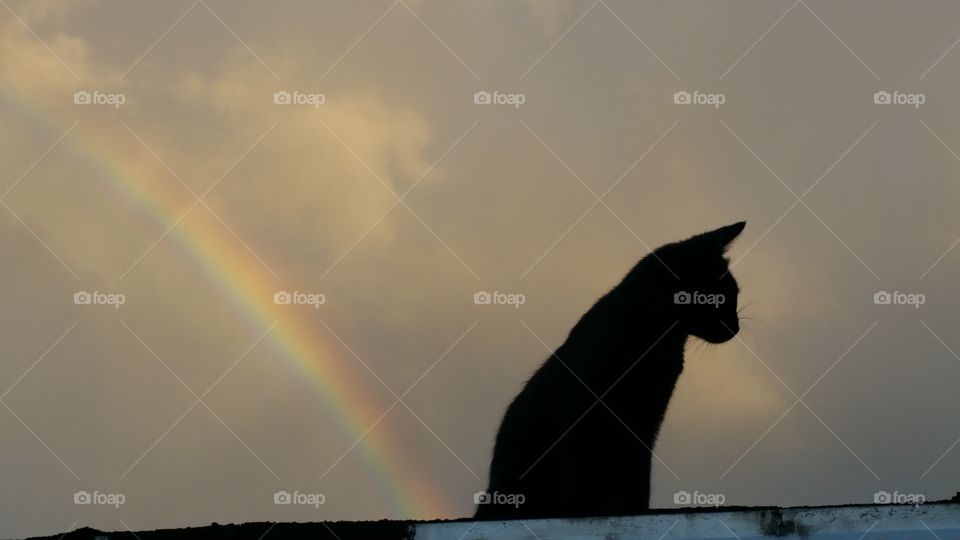 Color Cat Tail