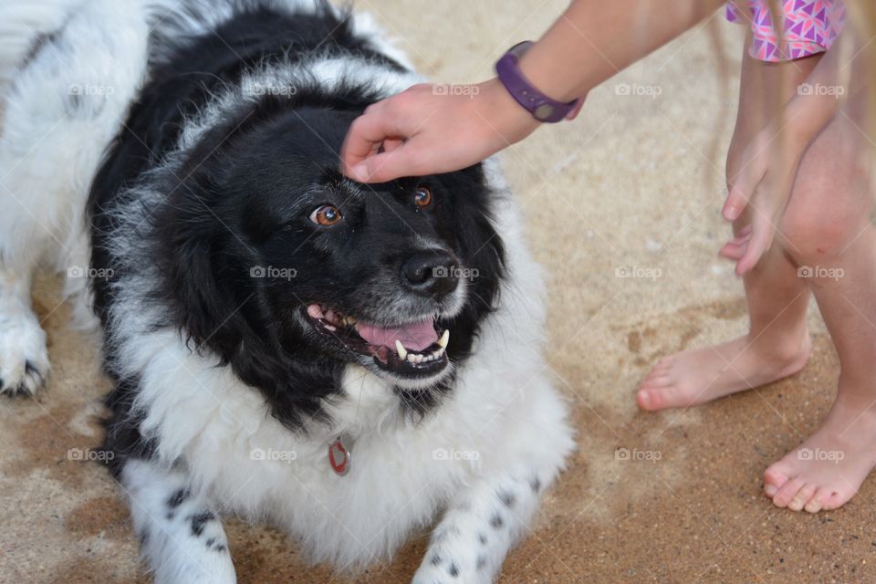 Close-up of person with dog