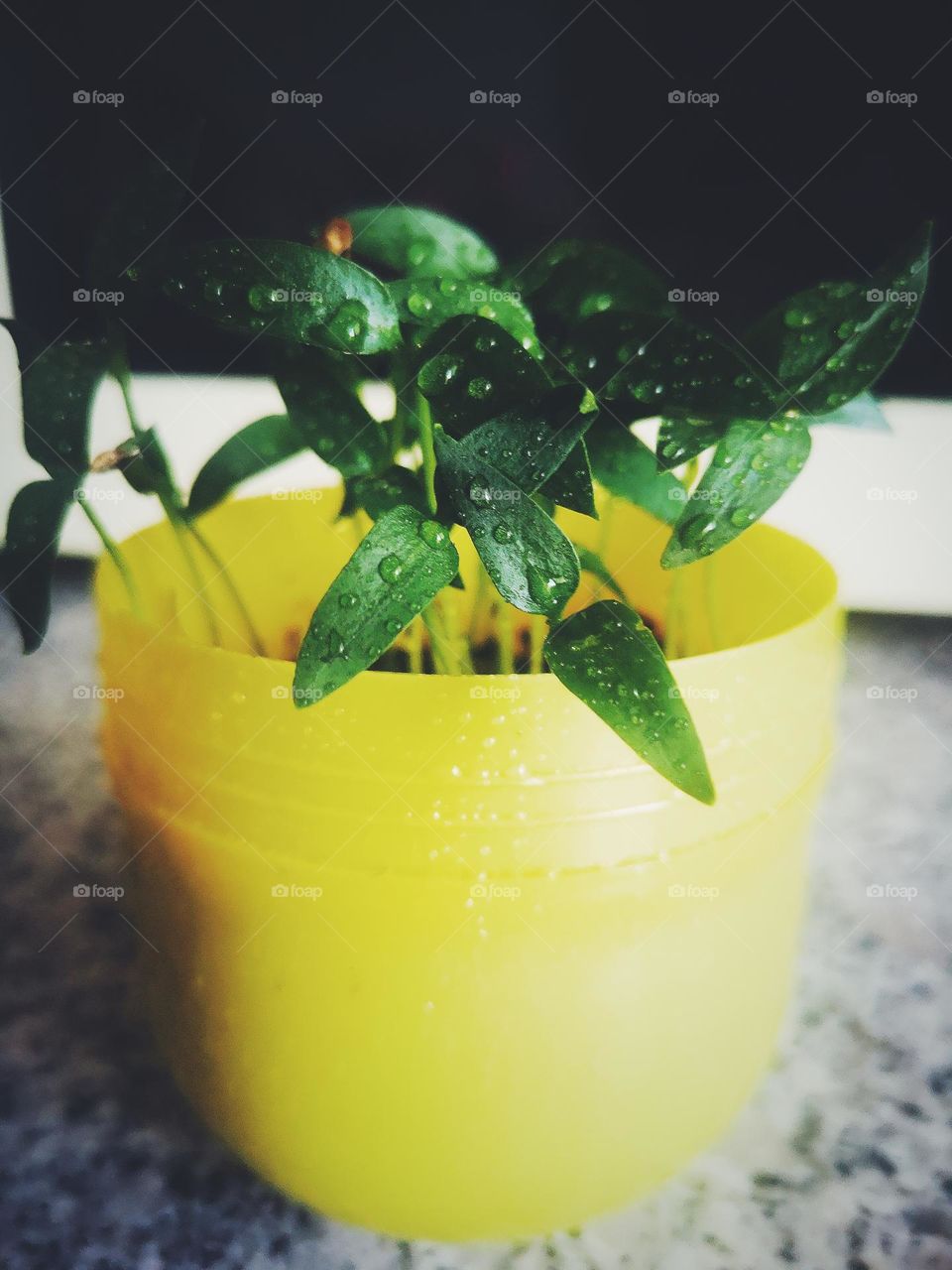 The birth of the plants