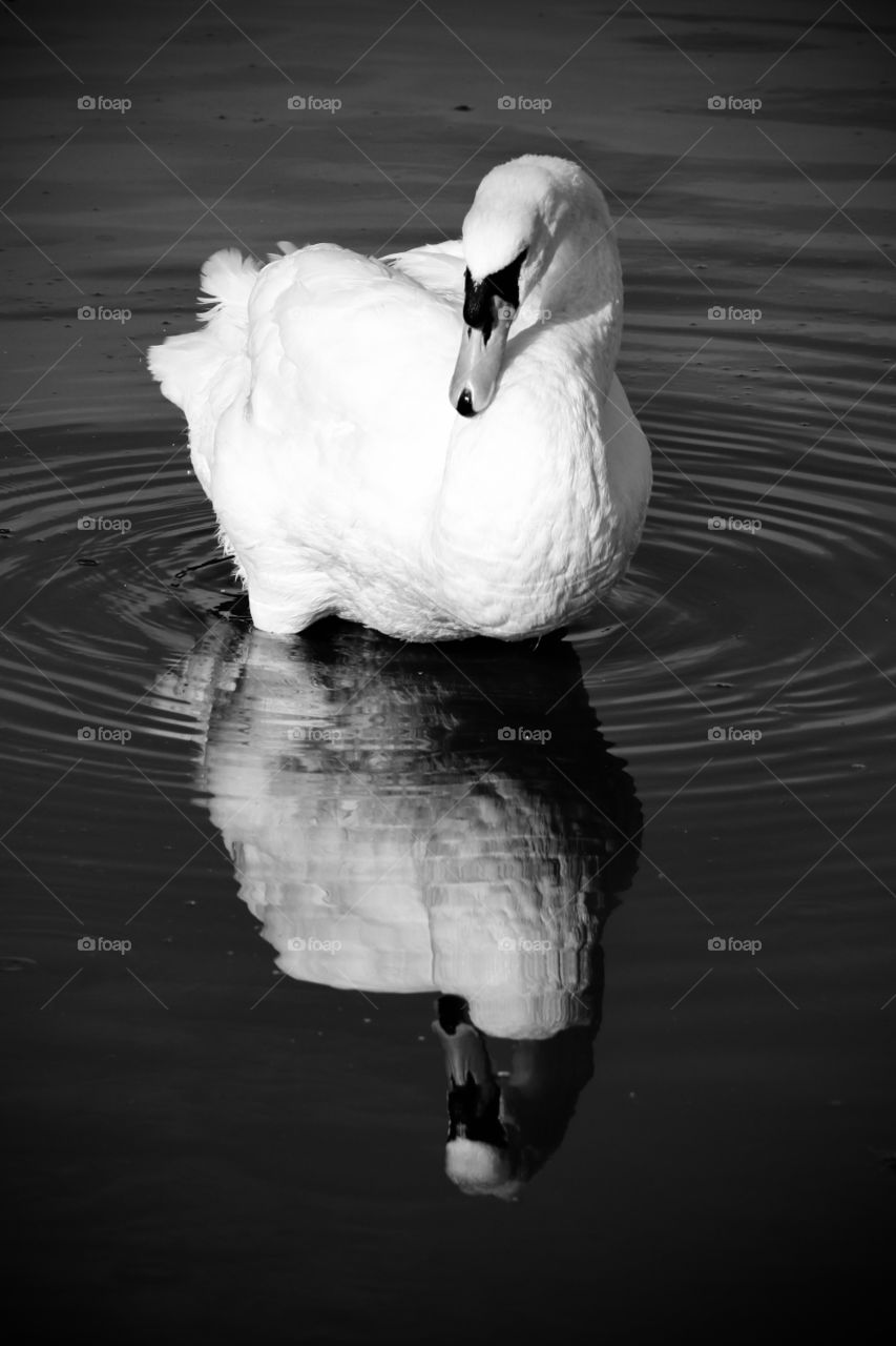 Swan