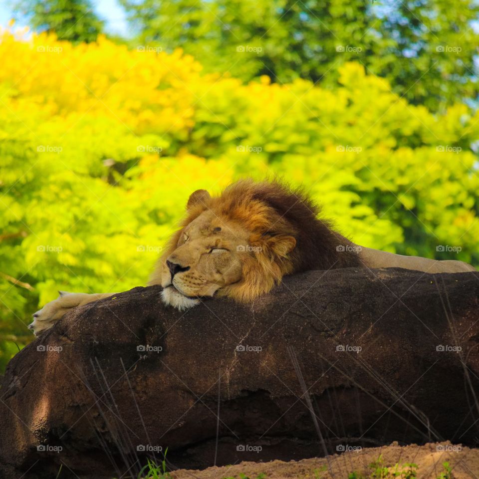 Sleeping Lion Disney Animal Kingdom