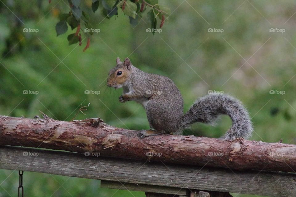 Squirrel sitting on a tree branch