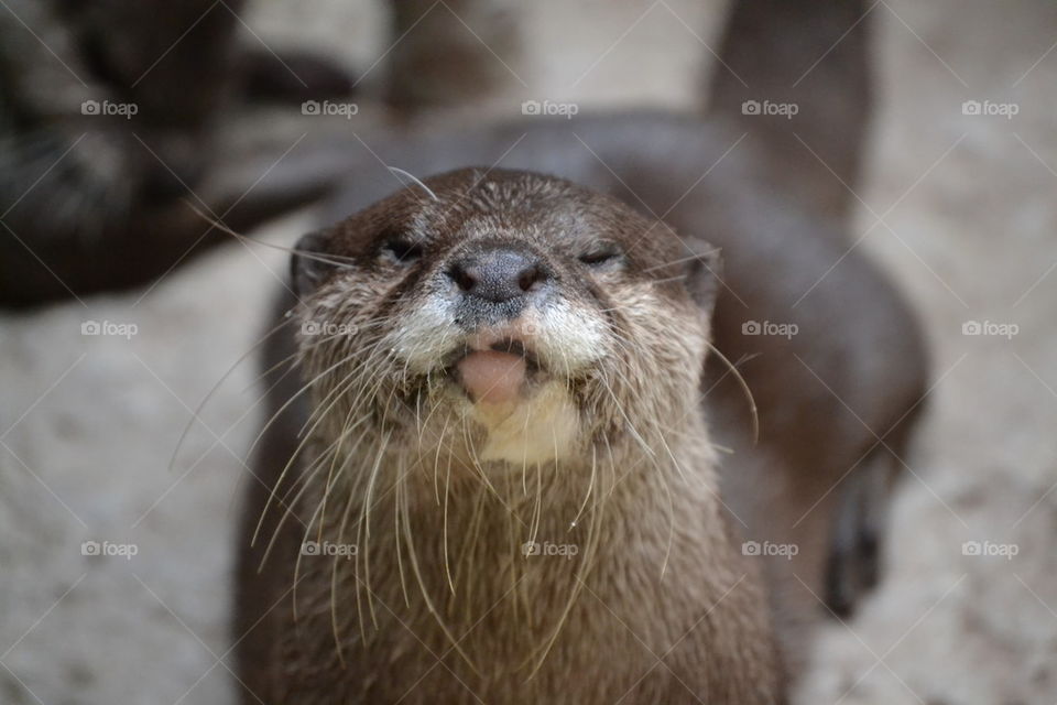 Smiling otter