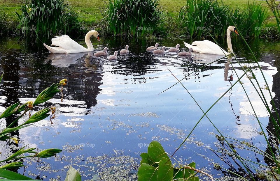 Swans and their babies