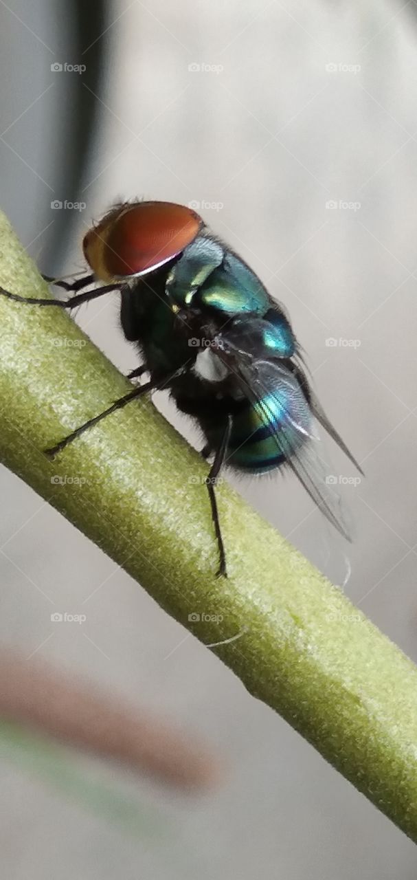 Green flies perch on tree trunks.