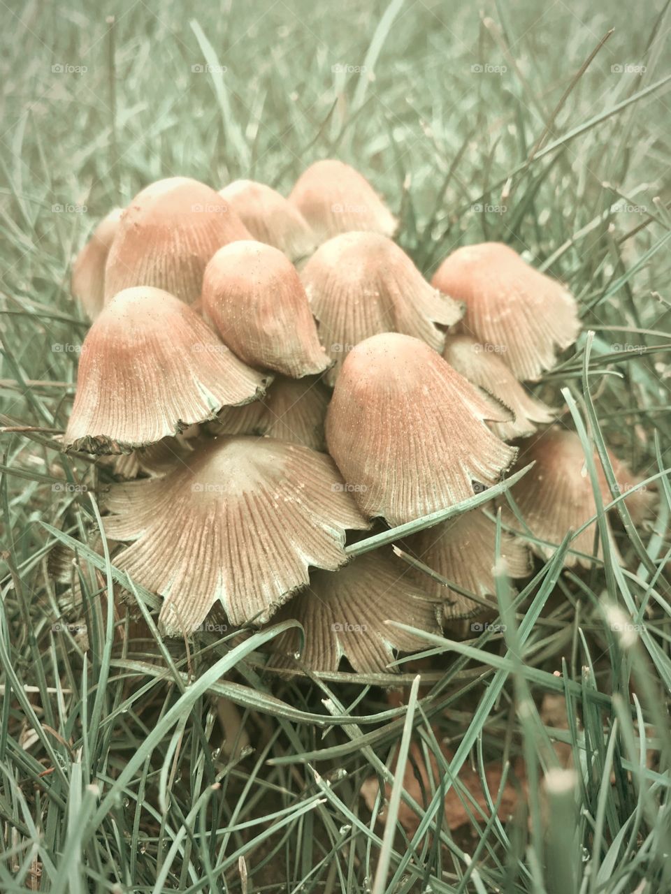 Mushroom together 
