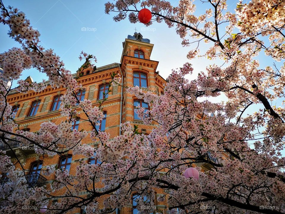 One of beautiful buildings in city of Gothenburg and beautiful cherry trees in bloom. Sings of spring