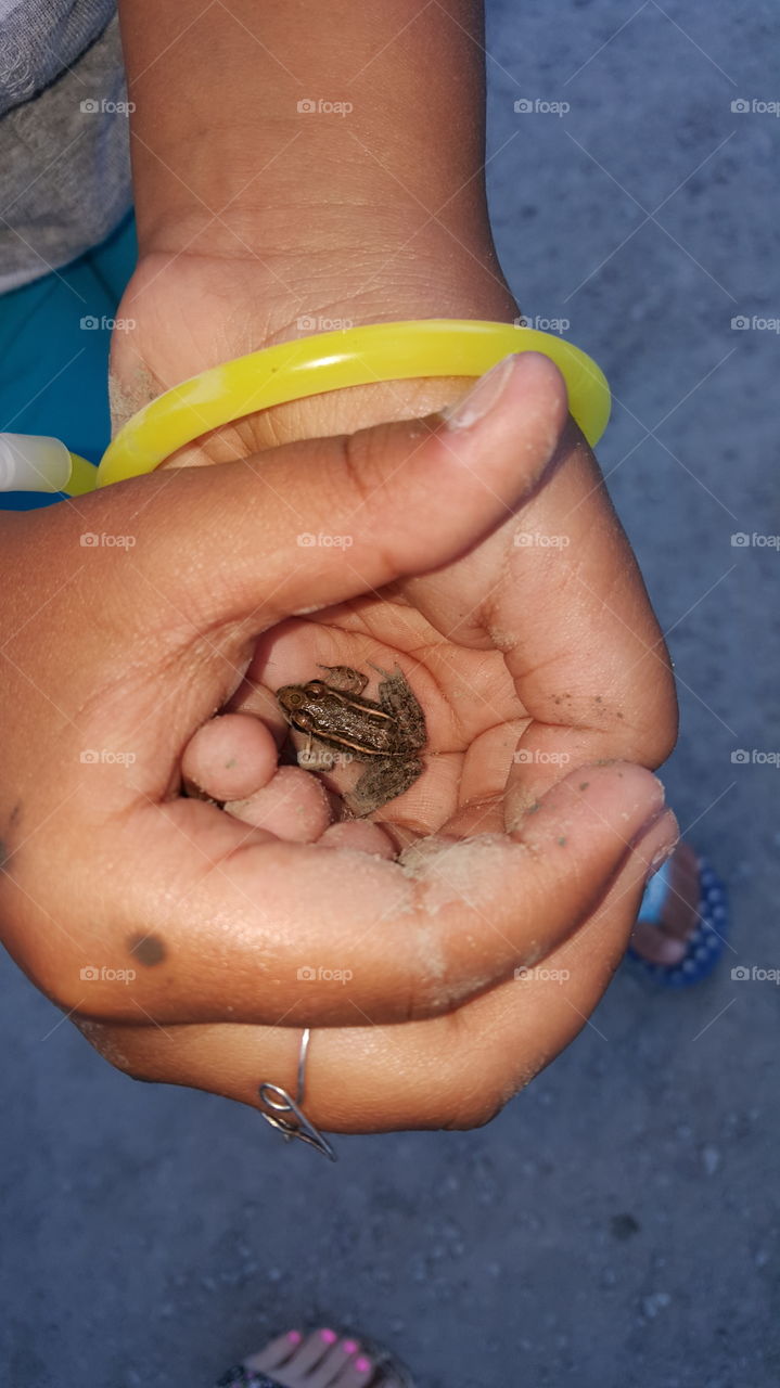 Catching frogs. a little tiny frog found near the lake