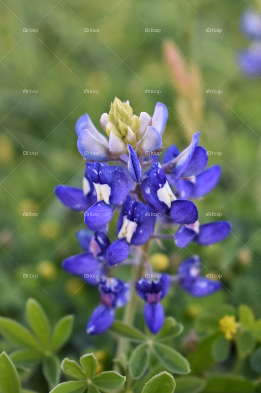 Texas bluebonnet. 