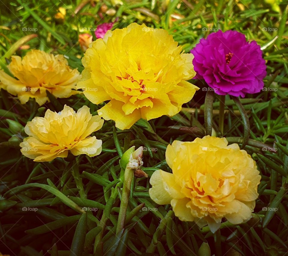 my flowers