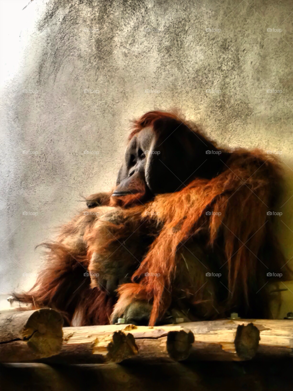 nature animal zoo sad by cagedheat