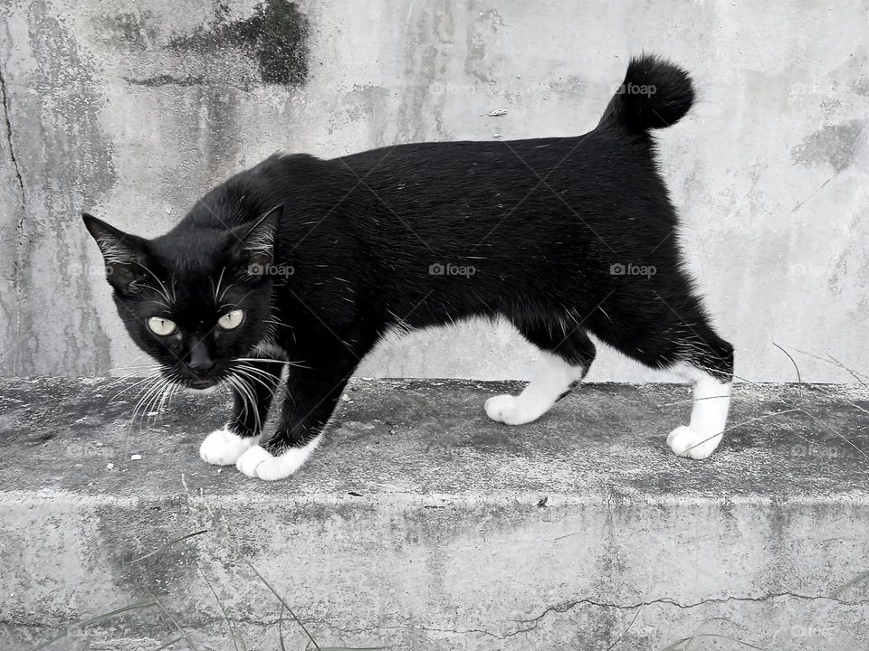 Cat in black.