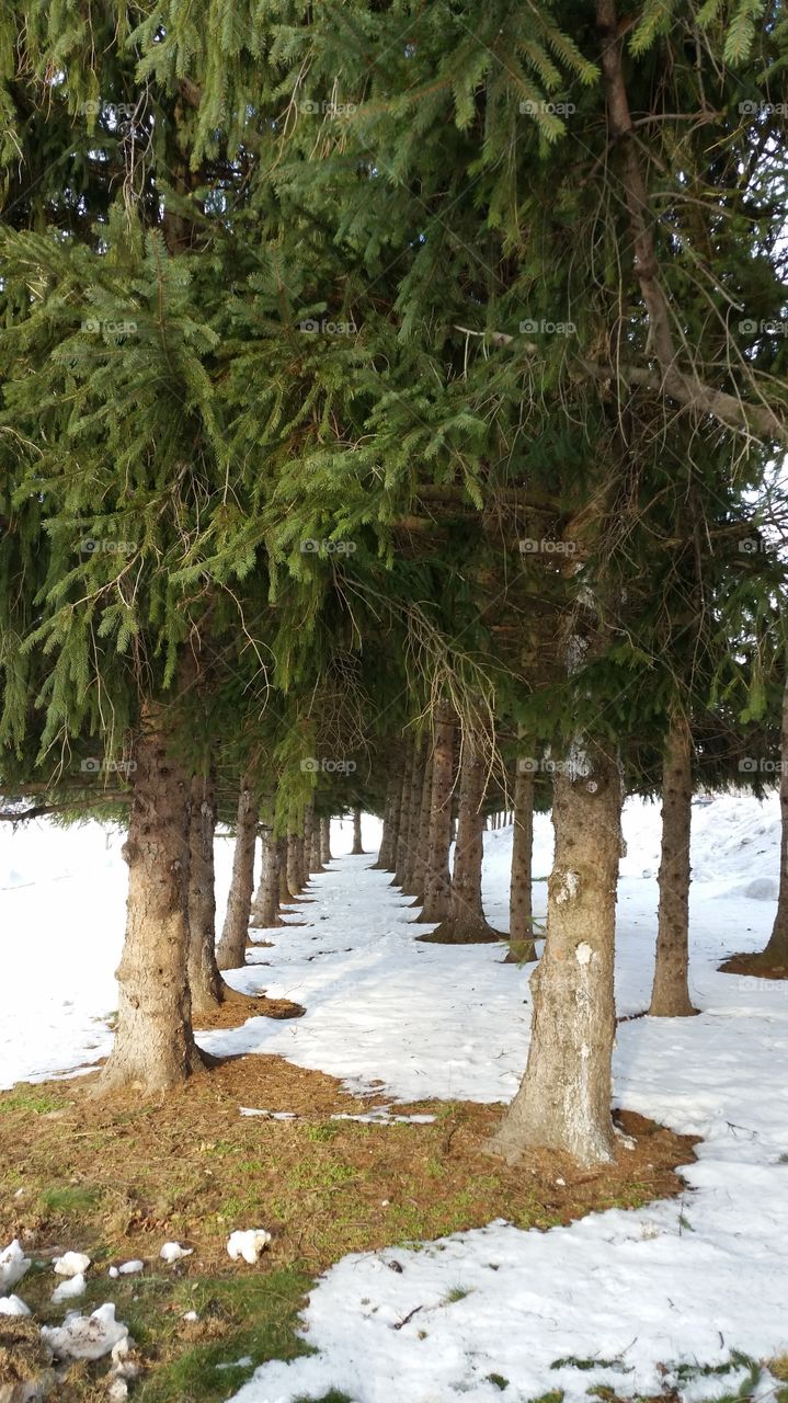 pine in winter