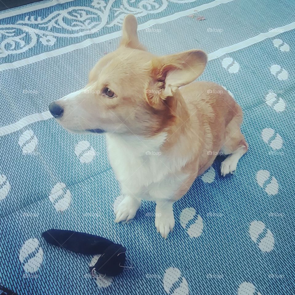 Spring walk with your dog!