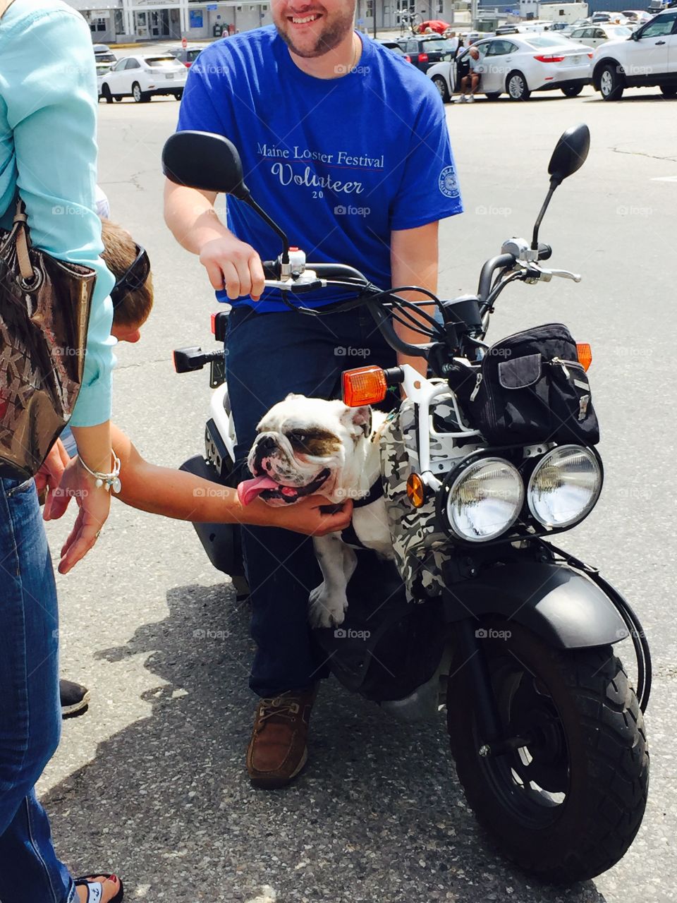 English bulldog on a motorcycle 