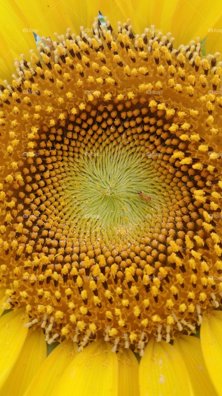 Sunflower, Flora, Nature, Bright, Flower