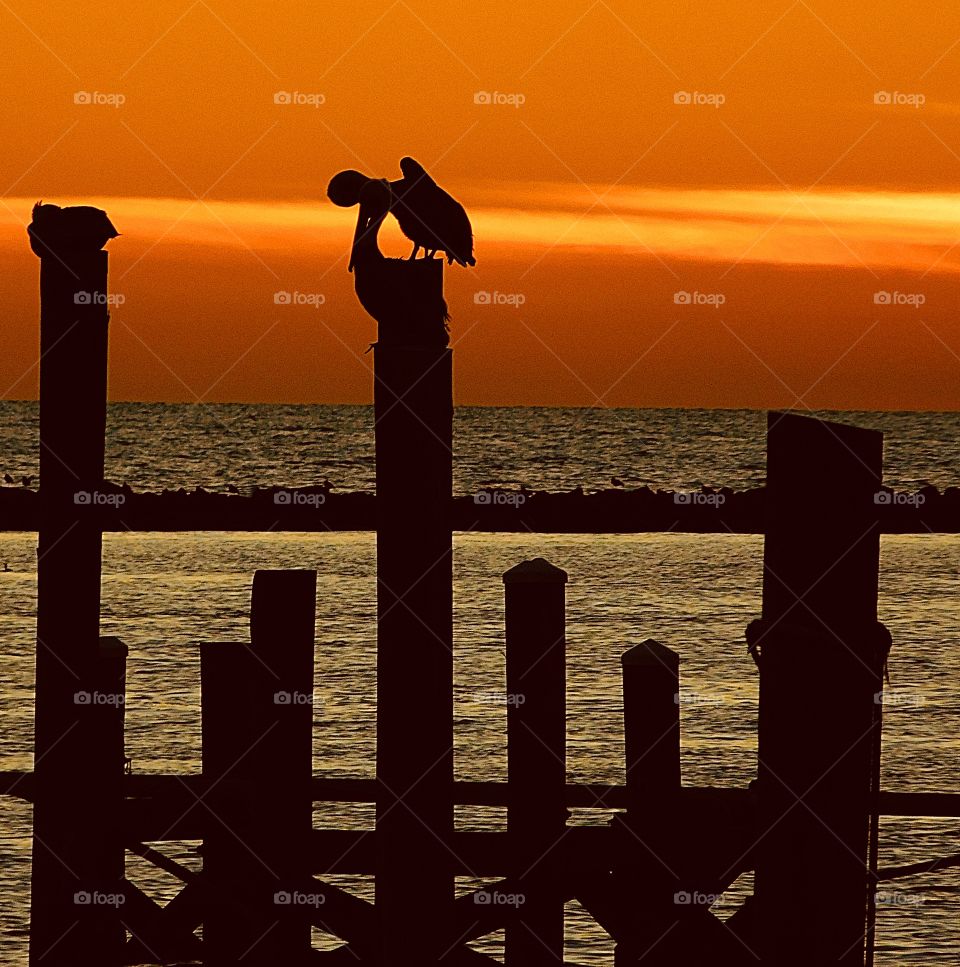 Pelican sitting on a post in the sunset