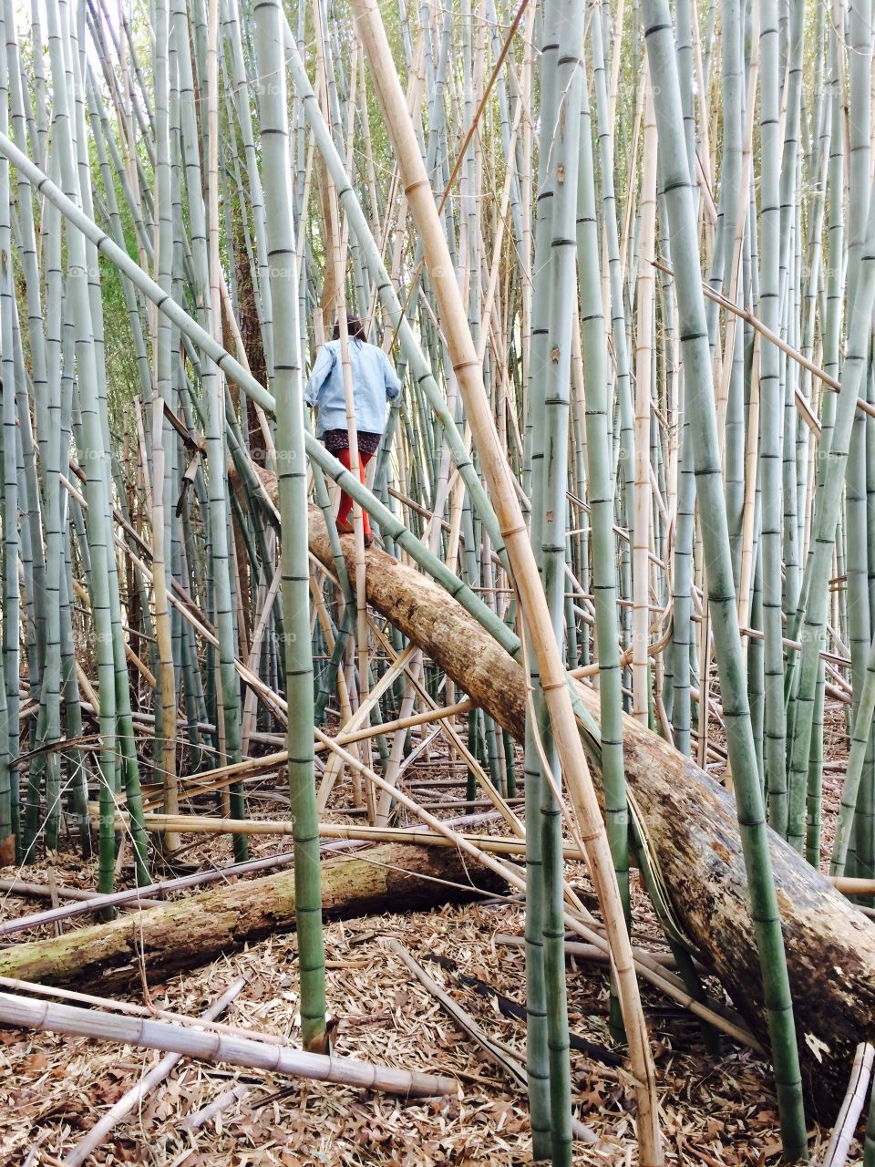 Nature, Wood, Bamboo, Industry, Agriculture