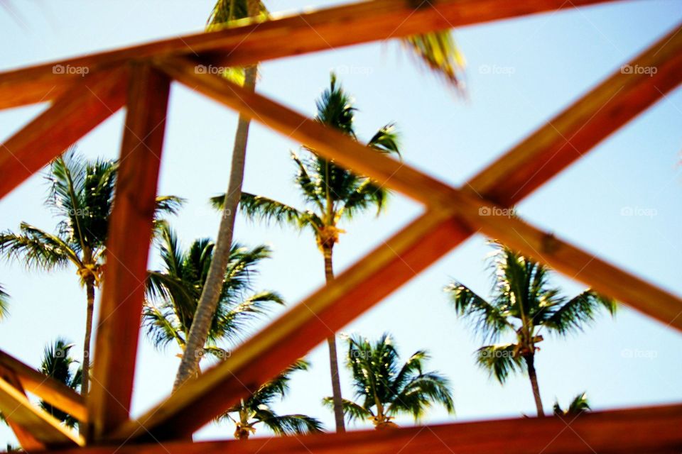 View of top of Tall Palm trees in the sky 