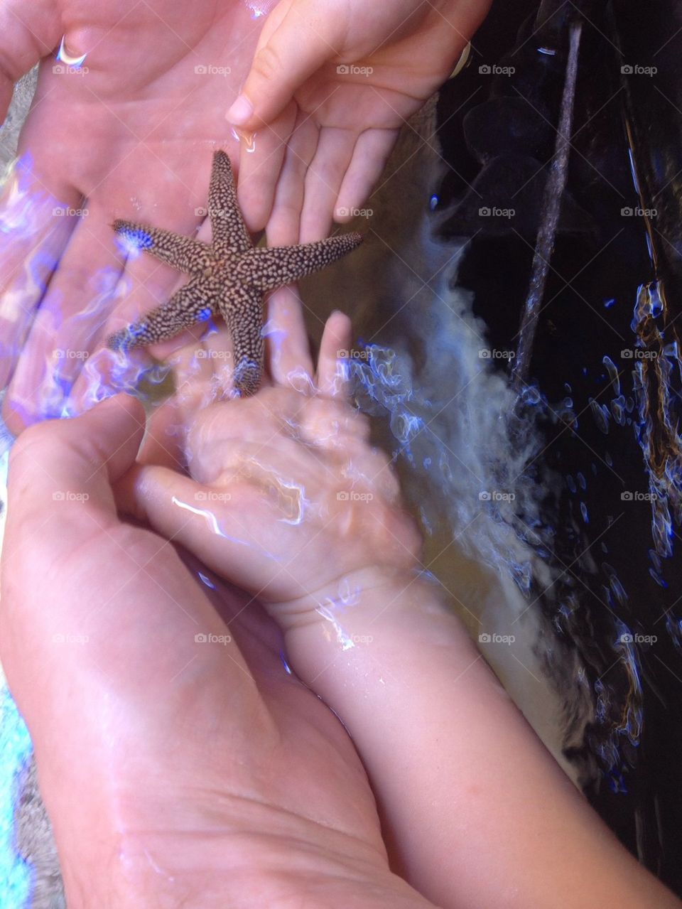 Hands holding a starfish .