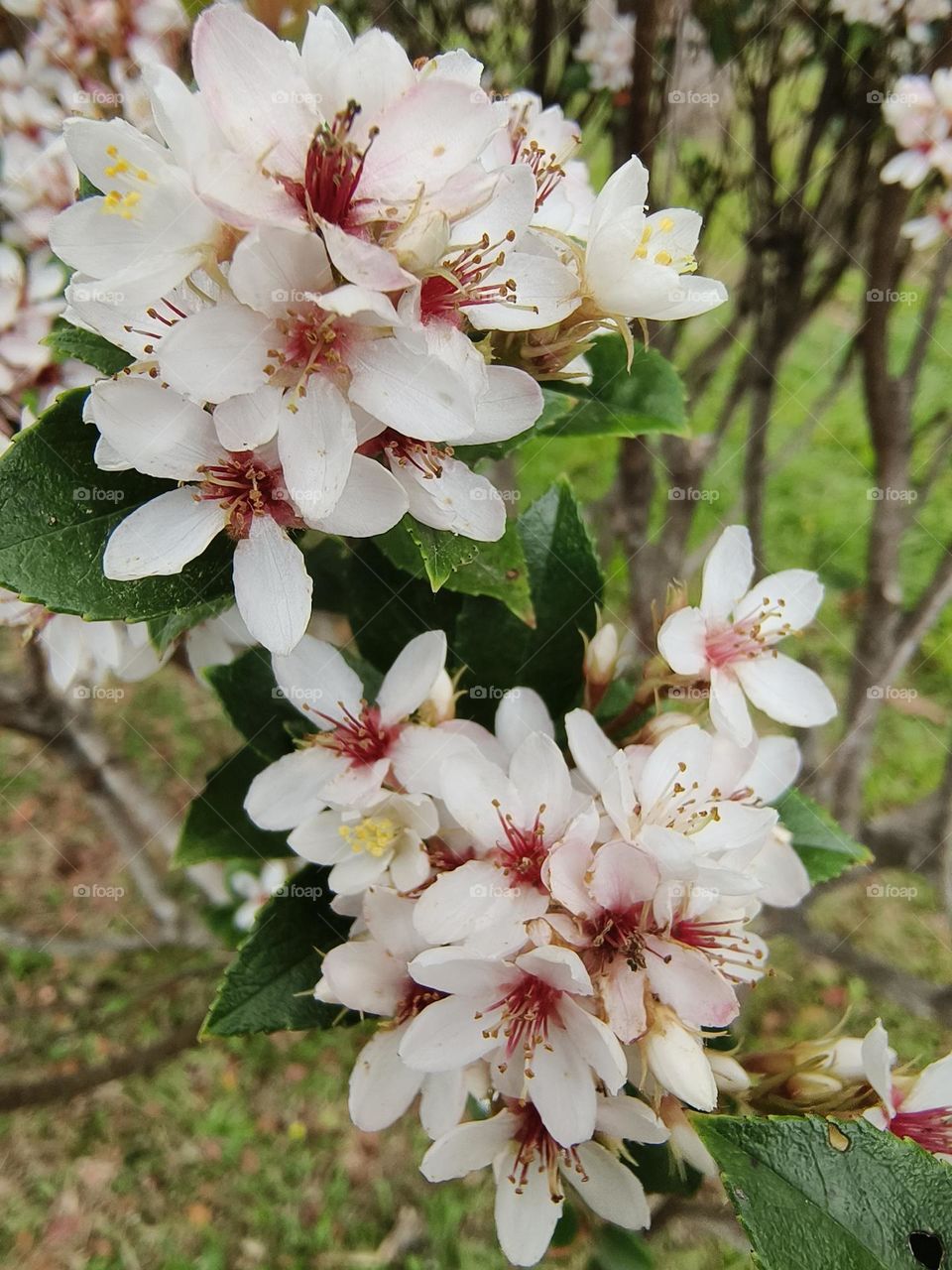 Tashiro Indian Hawthorn from Chulu Ranch, Beinan Township