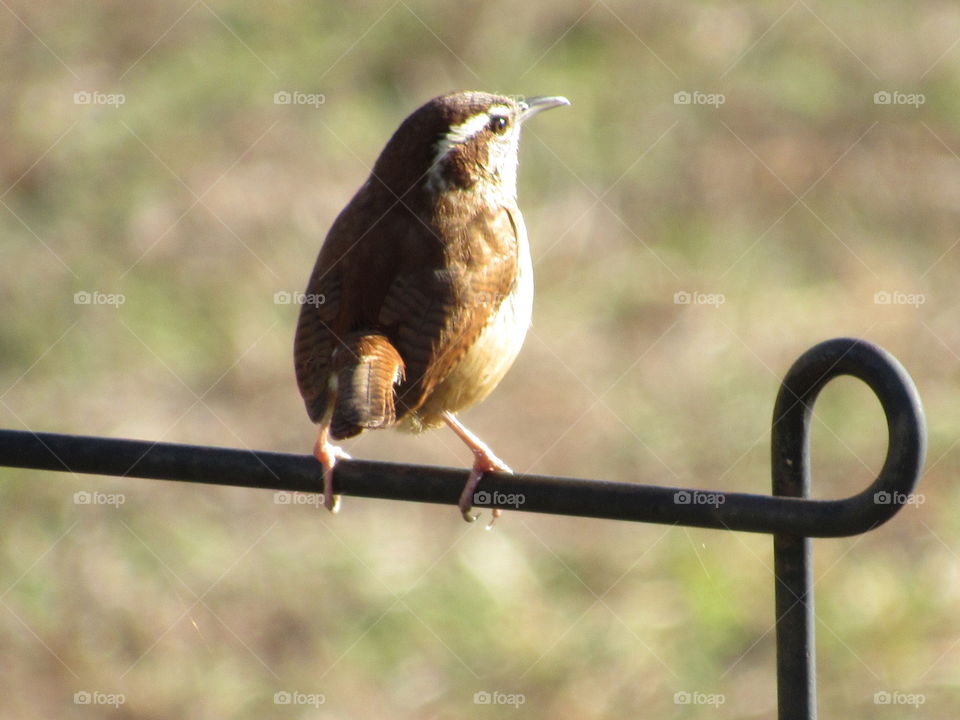 Carolina Wren