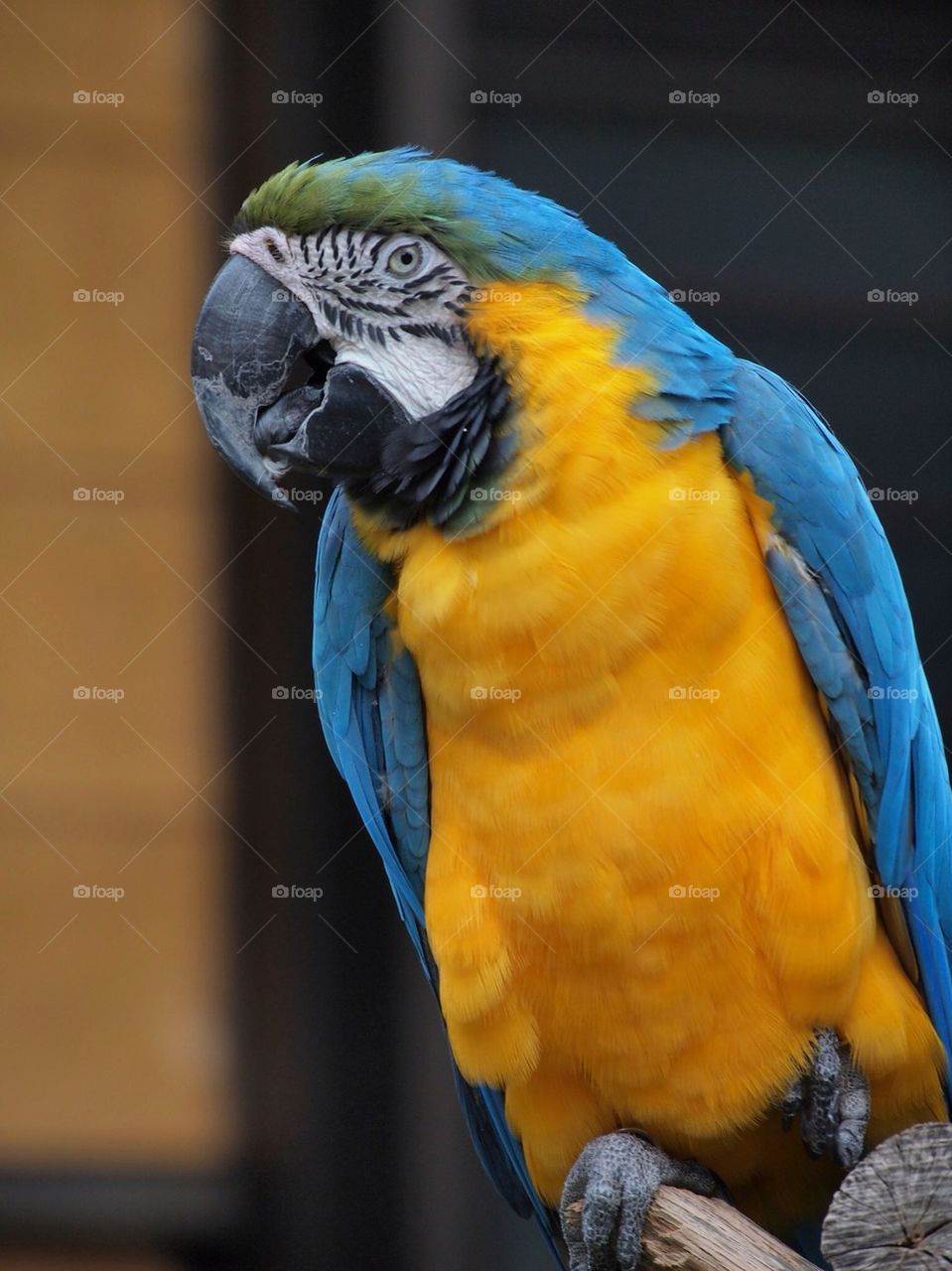 Parrot