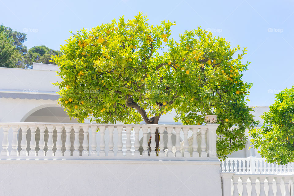lemon tree in Italy