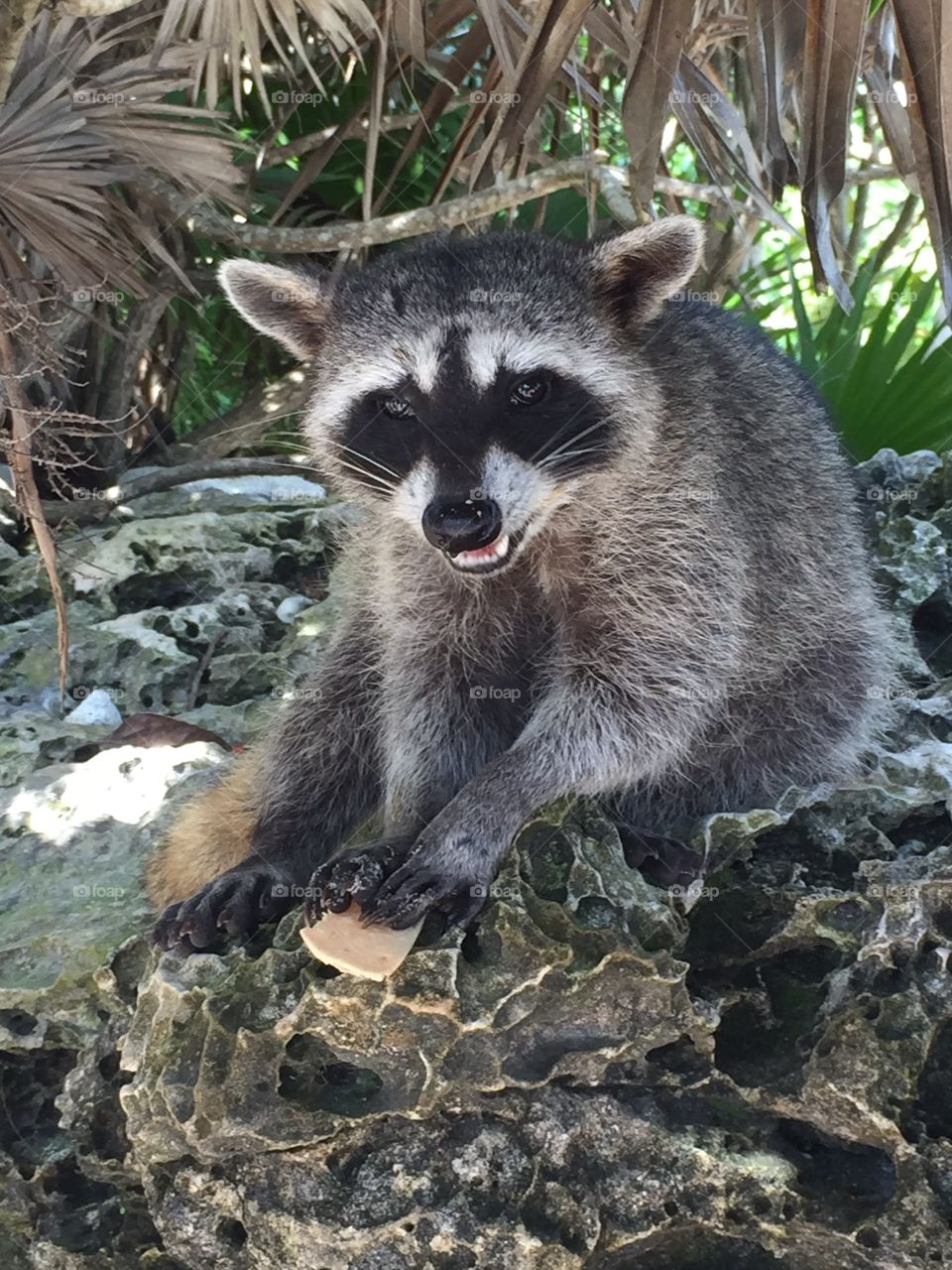 Racoon in Mexico