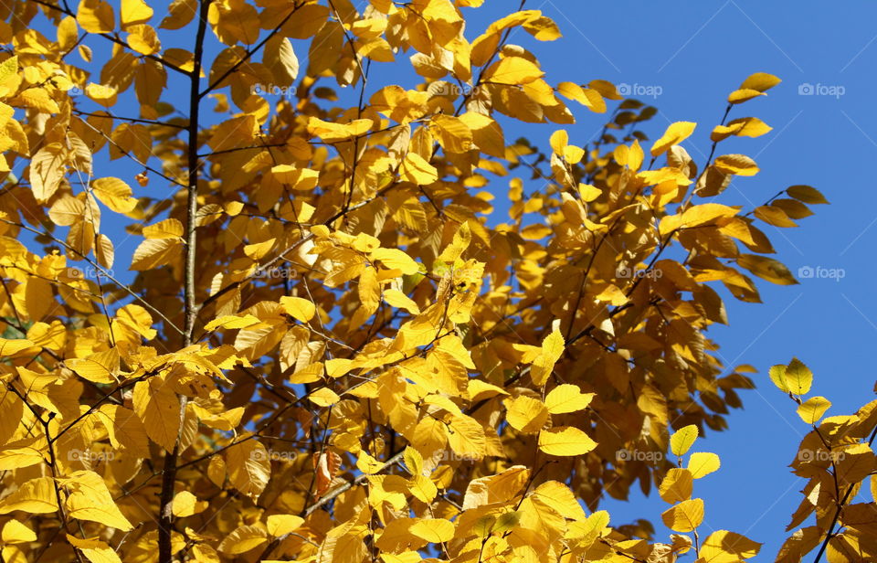 Low angle view of a tree in autumn