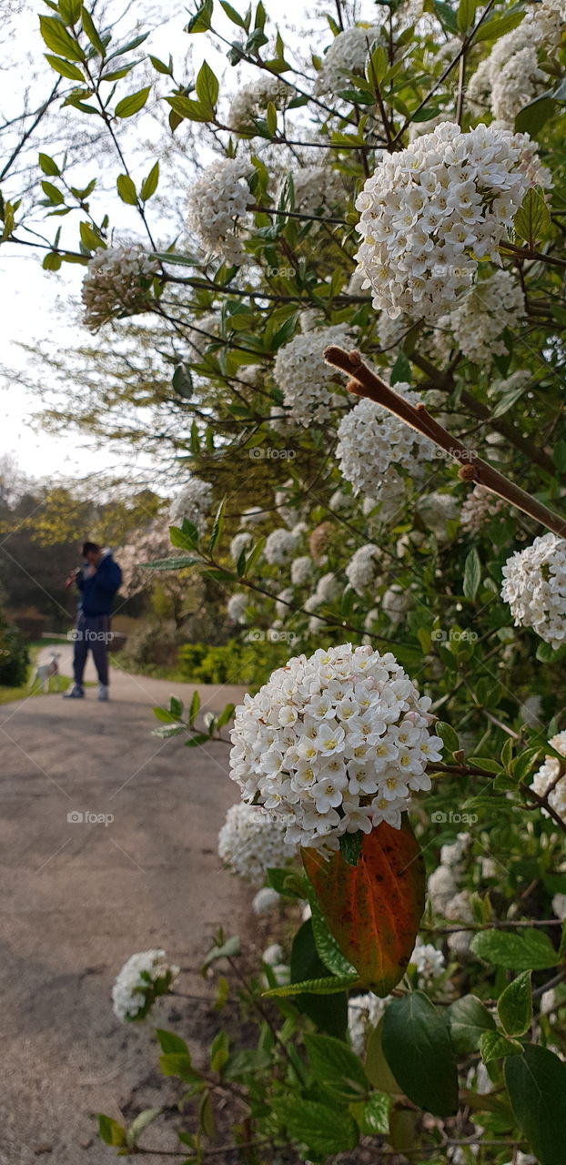 Beautiful flowers