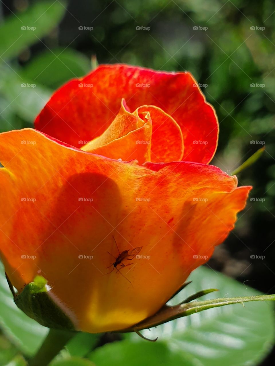 bright red and orange rose with a bug