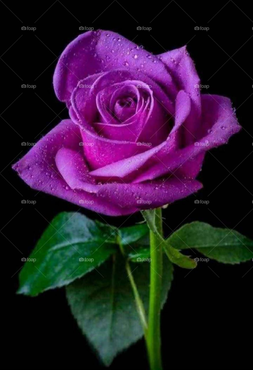 Rose is a very beautiful flower, it is found in many colors, its fragrance is very attractive, it is also considered a symbol of love.
