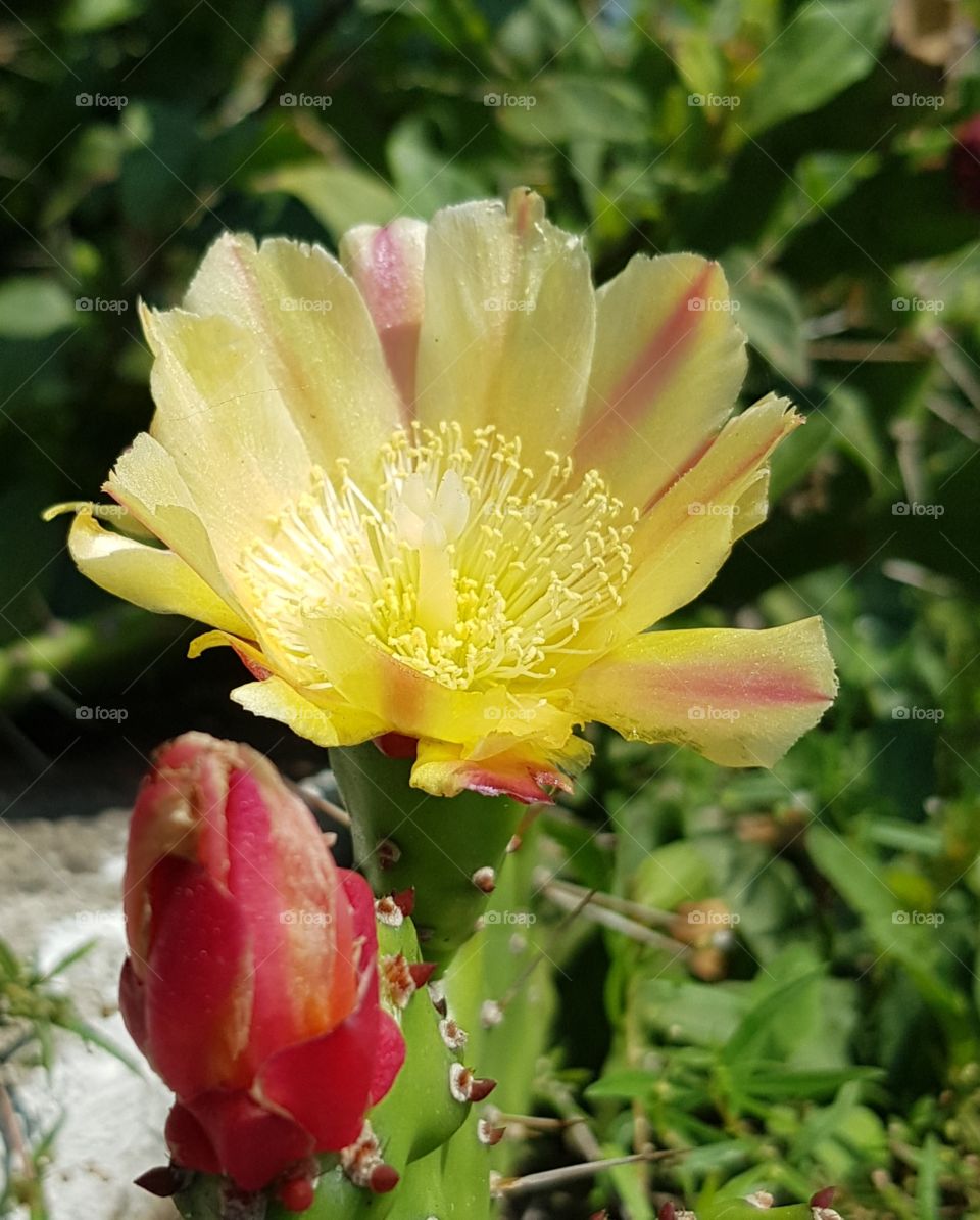 Cactus flower on my way home