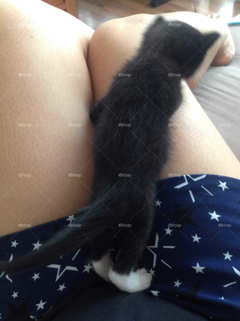 Adorable black kitten