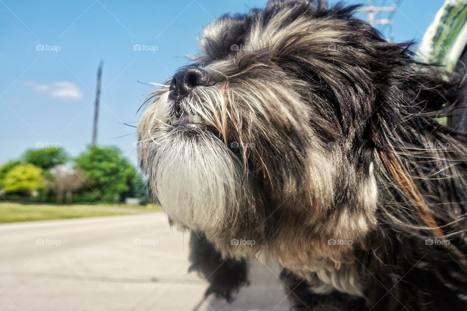 Close-up of a cute puppy