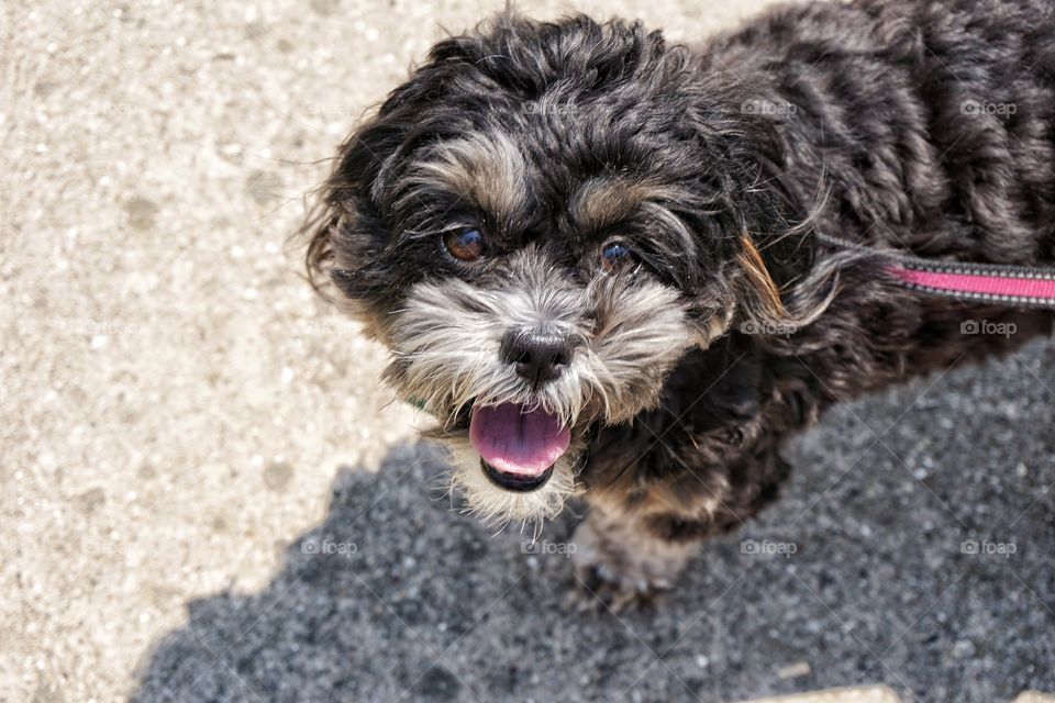 Close-up of a dog