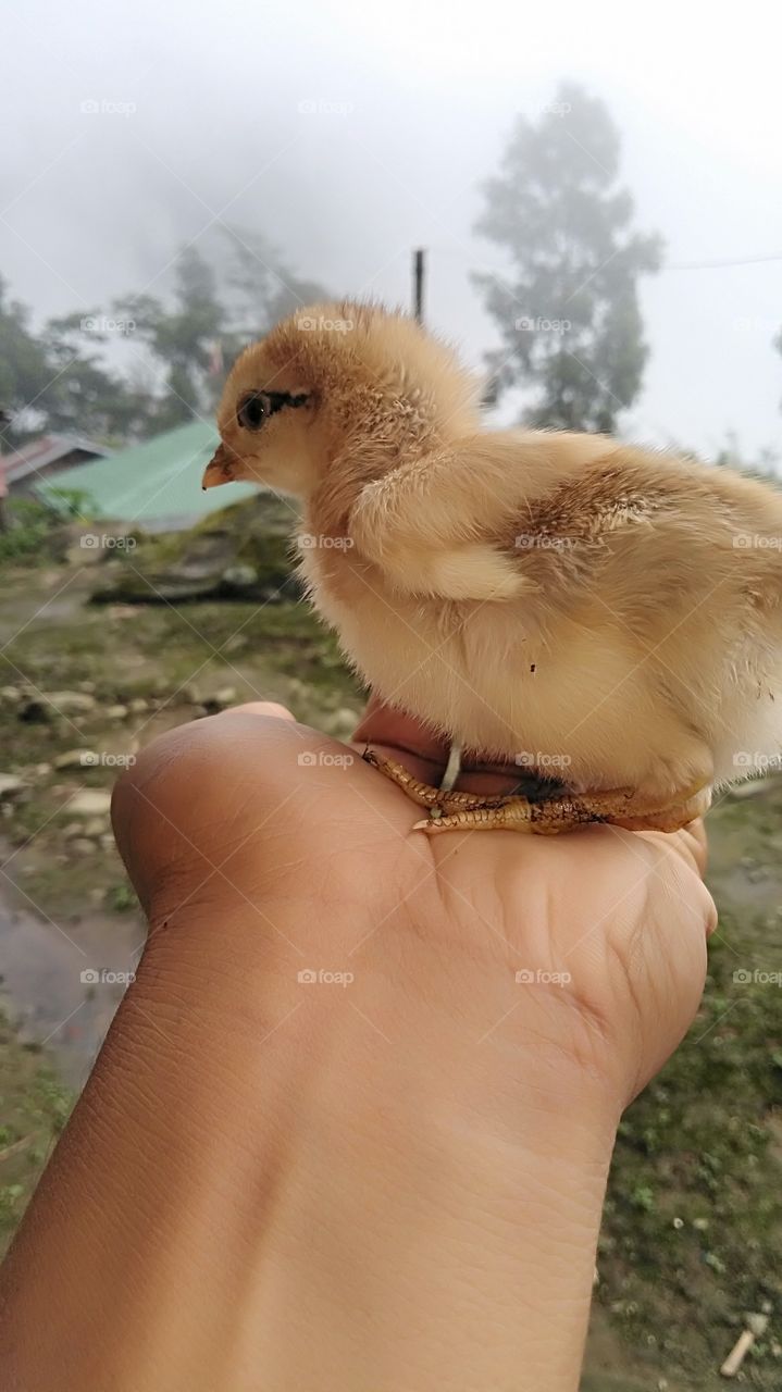 A little chicken in my hand.....!!!