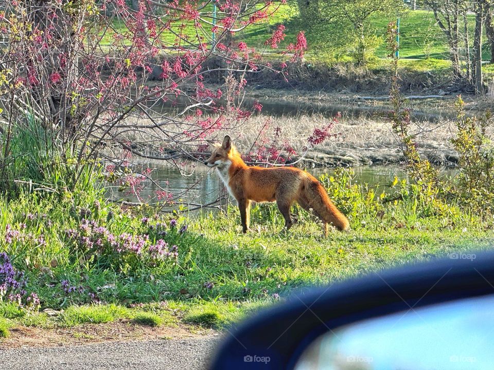 Fox seen at the seaside 