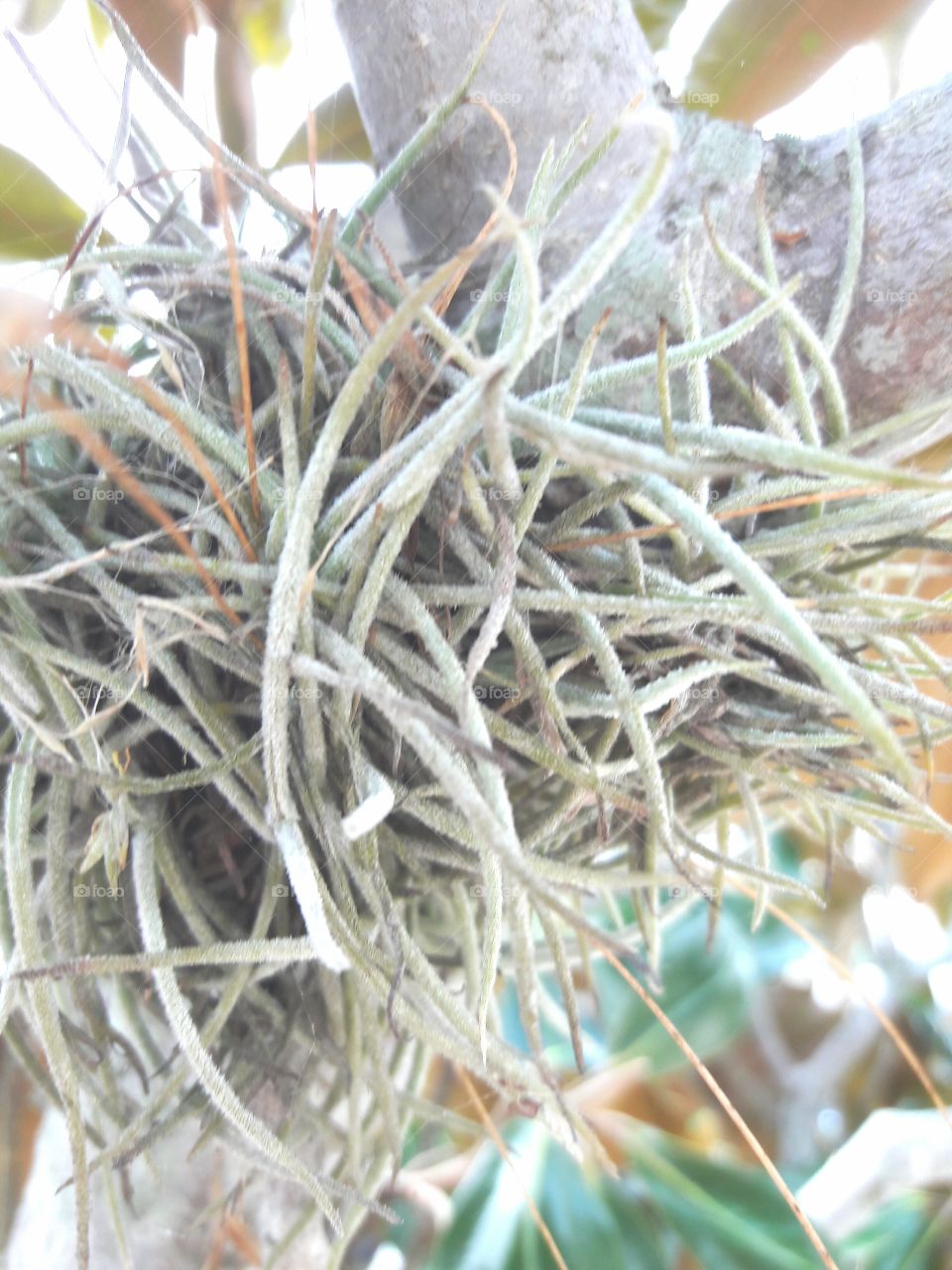 Bromeliad  in a tree.