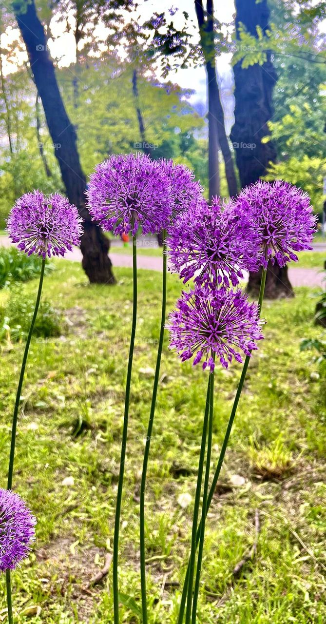 Decorative onion with round large purple flower heads