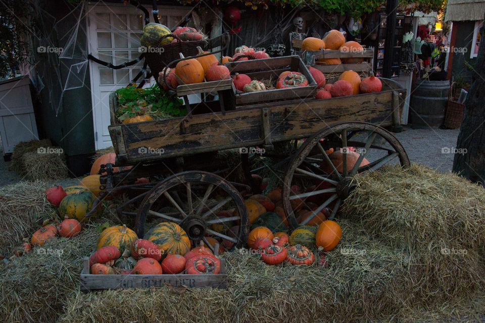 Pumpkins at a halloween market in Copenhagen.