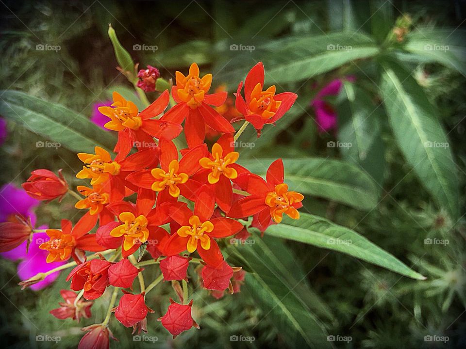 Vivid orange and yellow flowers blooming on a Firebush.