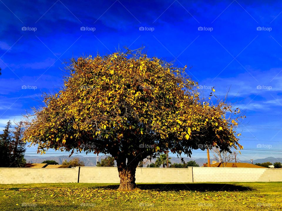 Foliage tree blue sky day leaves of ground fallen leaf