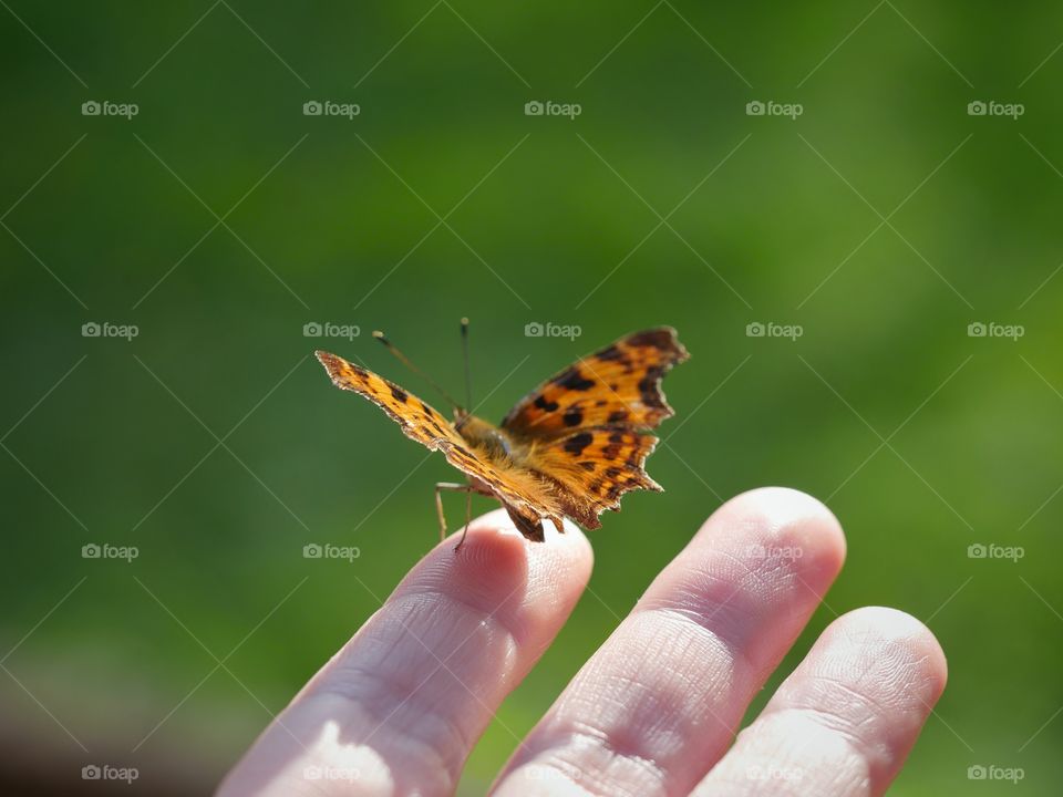 Comma butterfly on hand