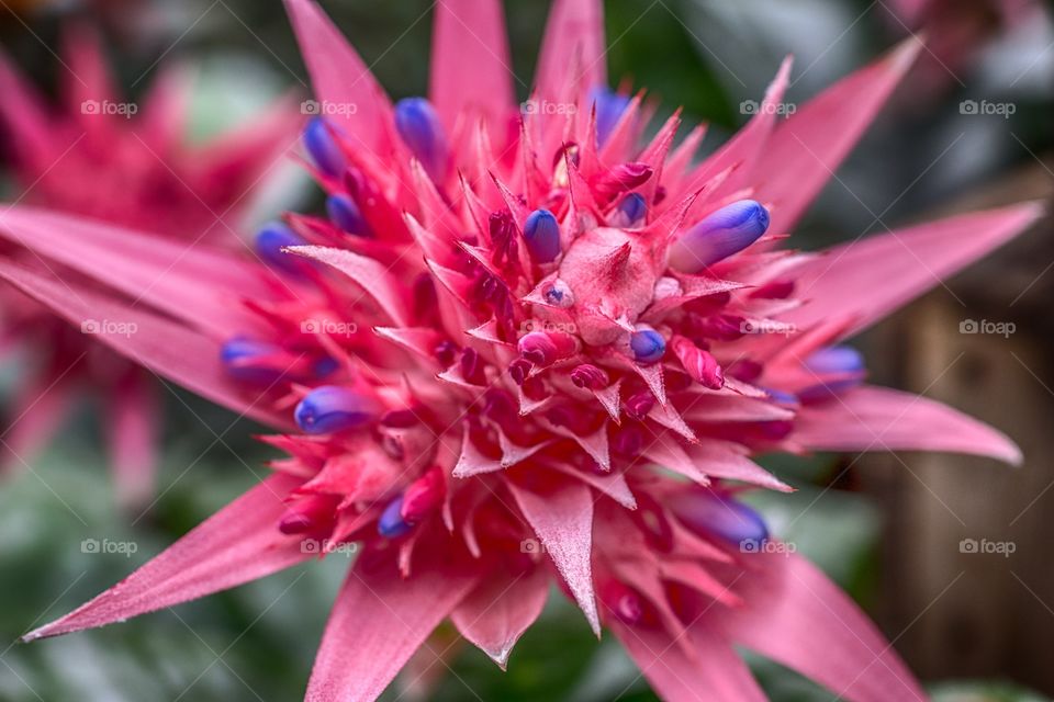 Blooming pink flower